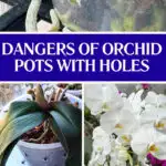 orchid-pots-with-holes-on-side