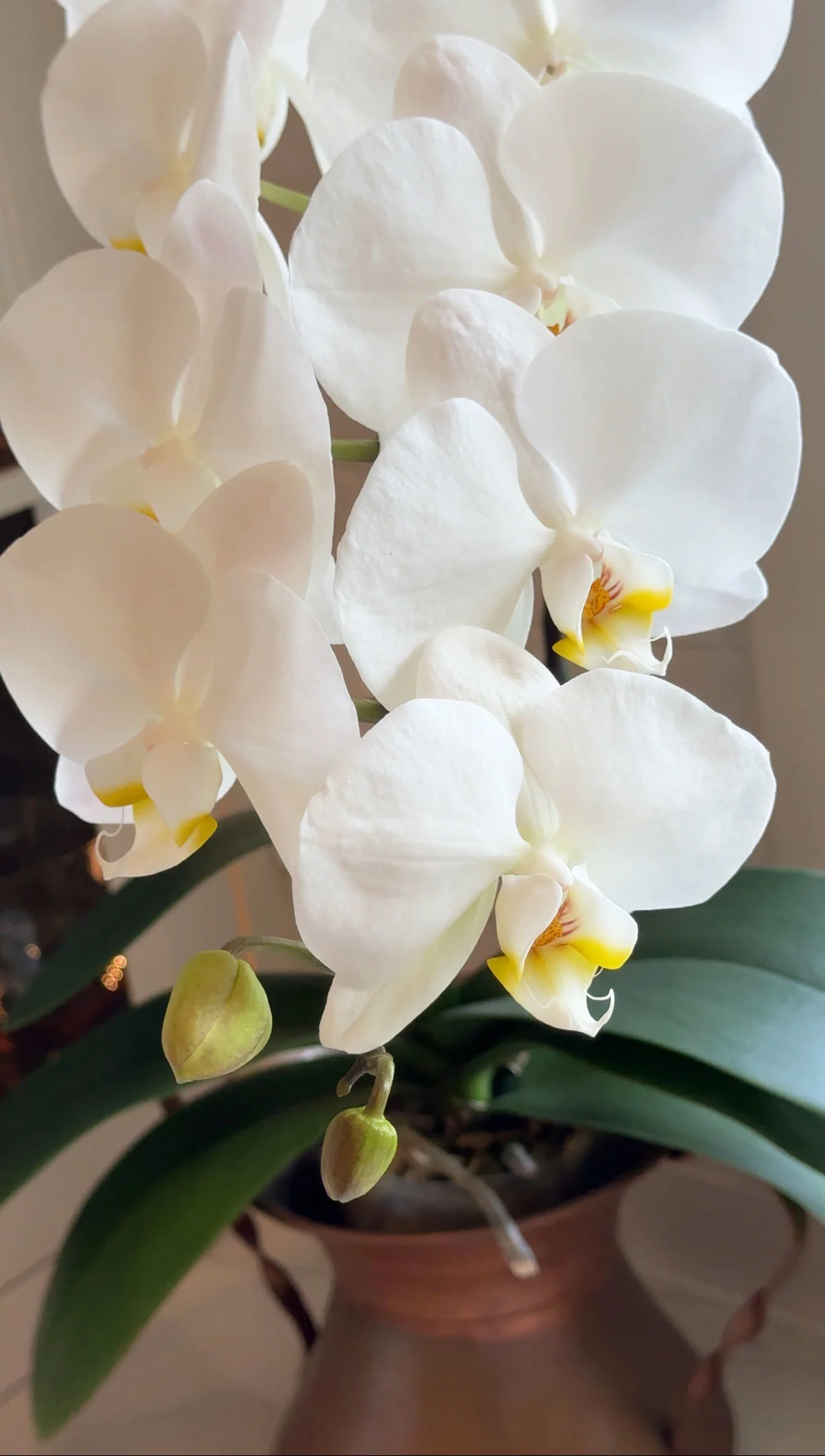 orchids-indoor-plants-that-flower