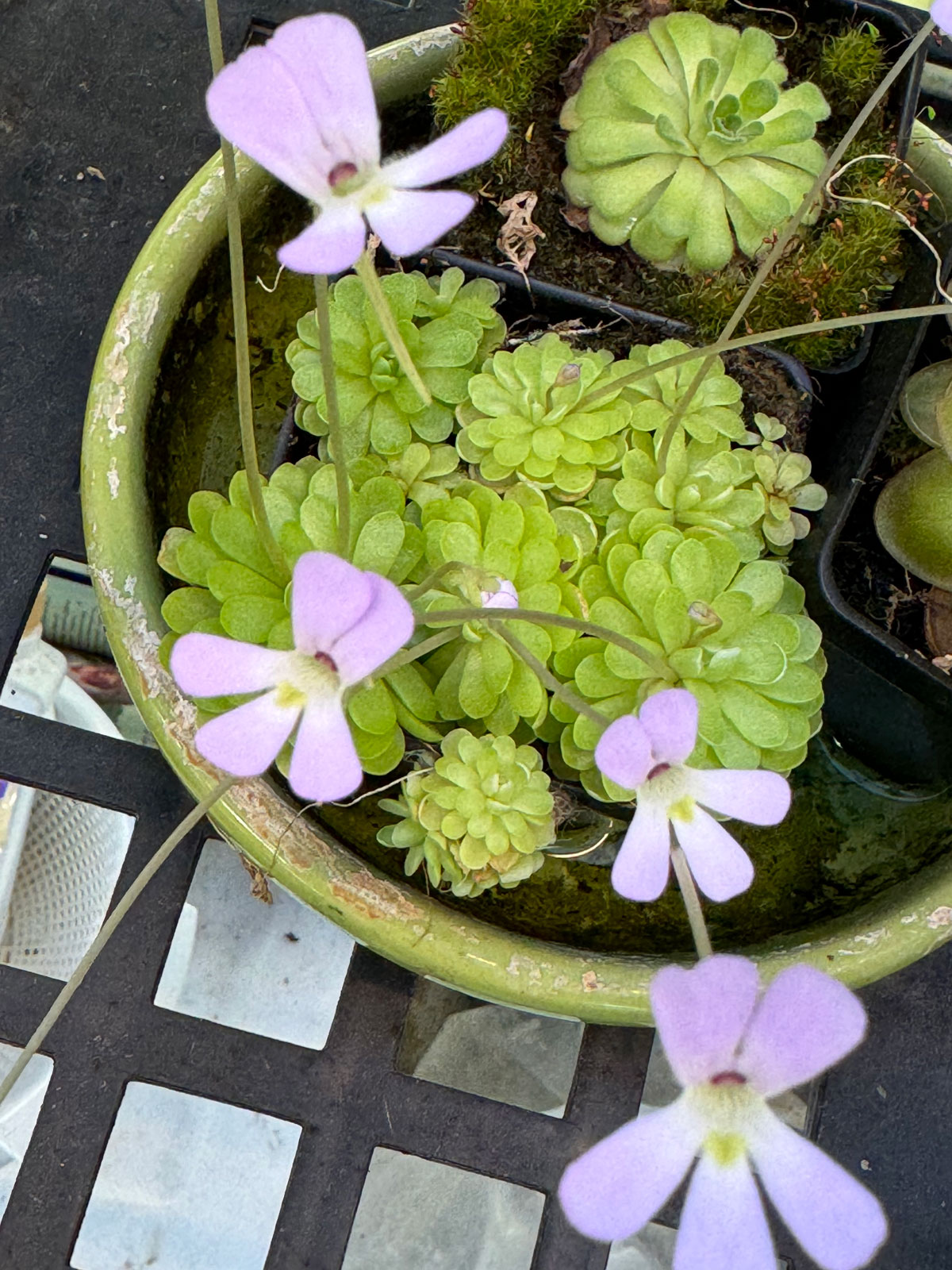 pinguicula-houseplants-that-flower