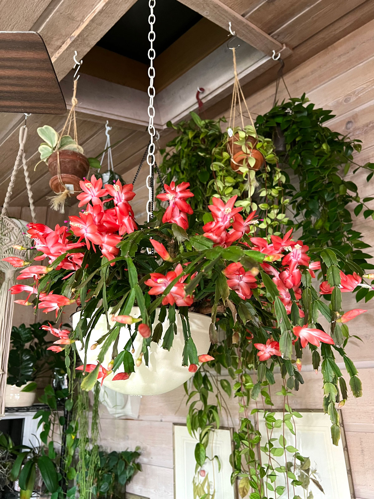 thanksgiving-cactus-indoor-plants-that-flower