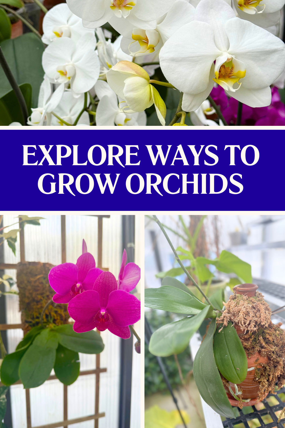 ways-to-grow-orchids