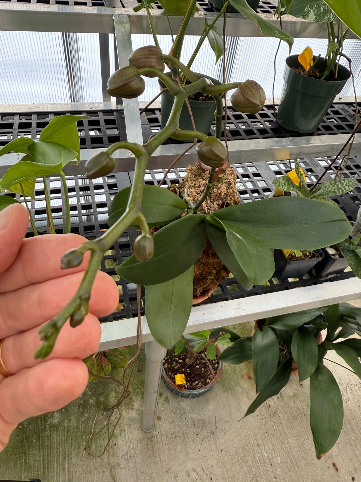 phalaenopsis-mounted-on-vase