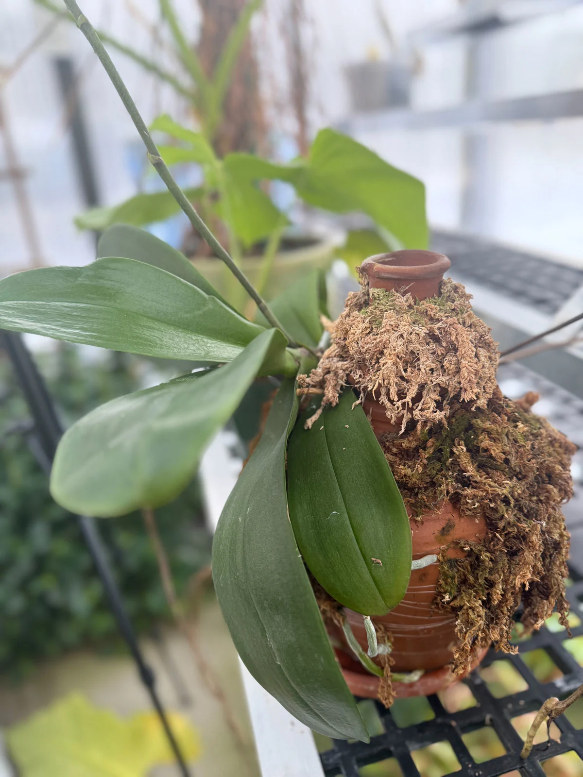 orchid-on-terracotta-vase