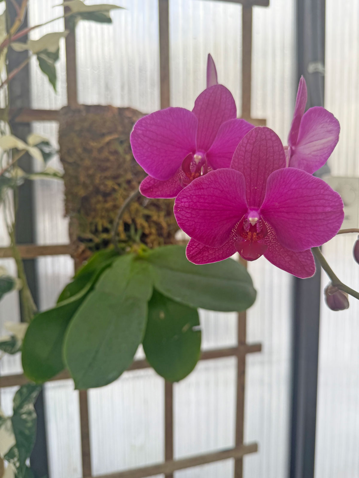 orchid-mounted-on-cork