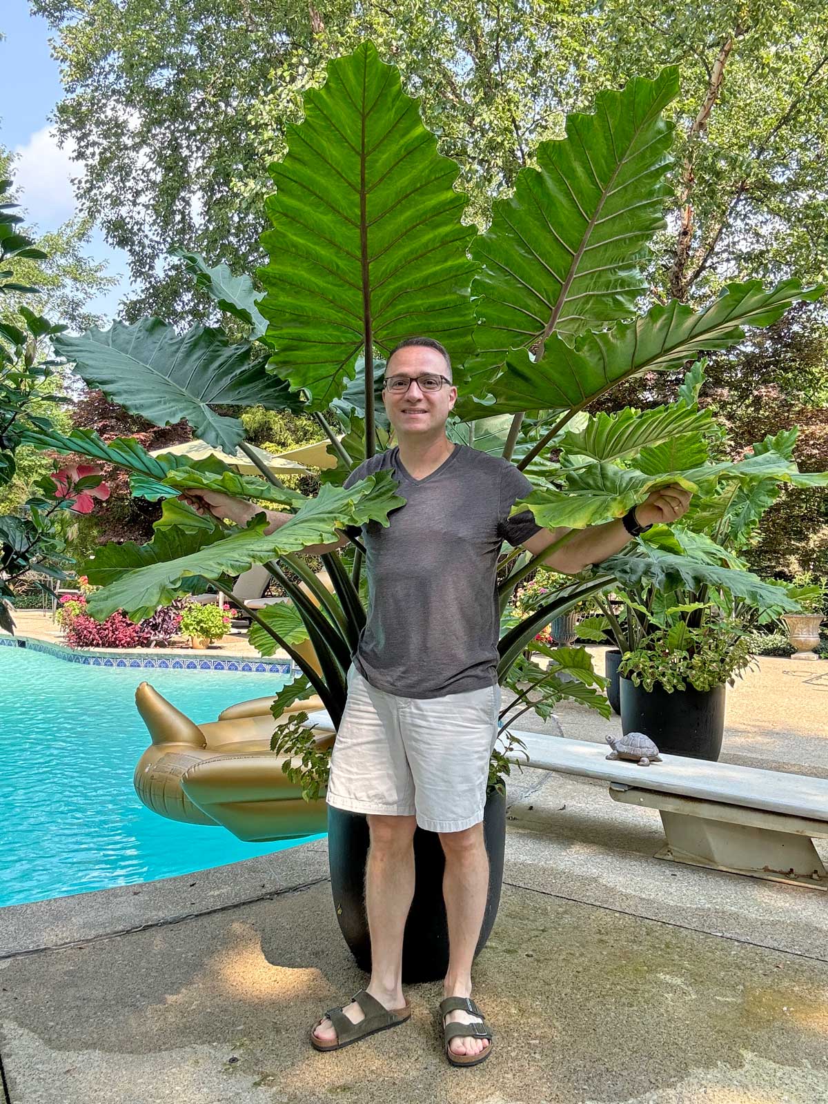 alocasia-poolside-plants