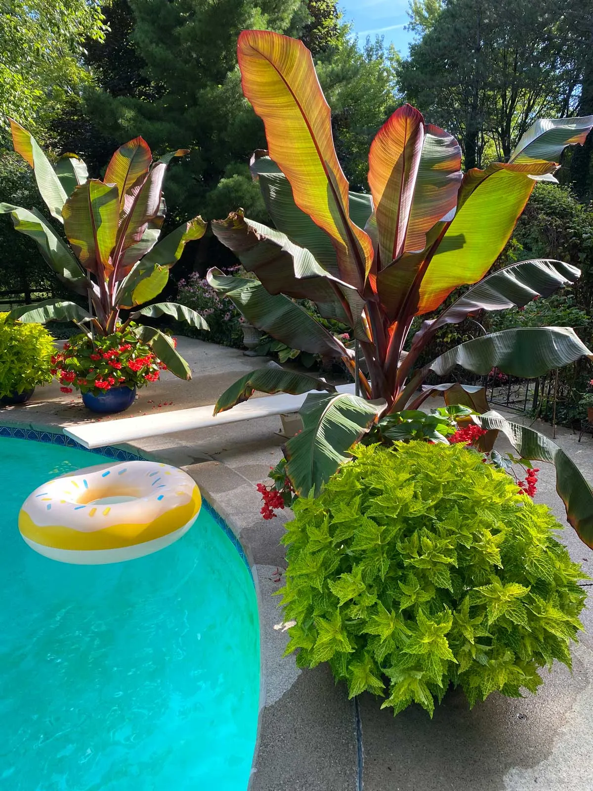 banana-poolside-plants