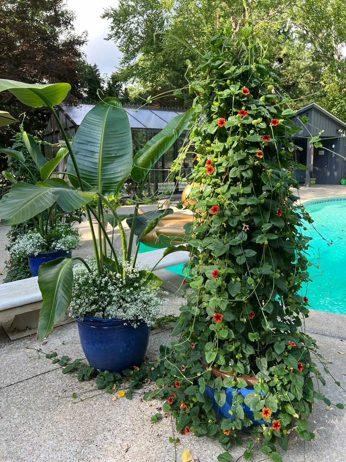 bird-of-paradise-poolside-plants