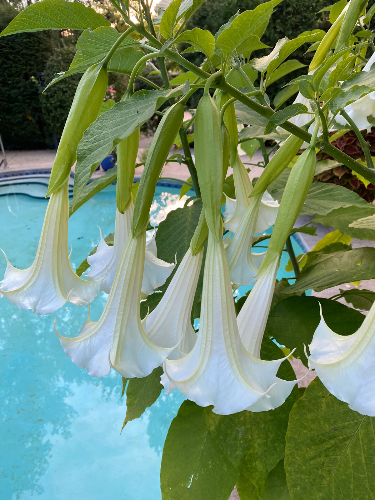 brugmansia-poolside-plants