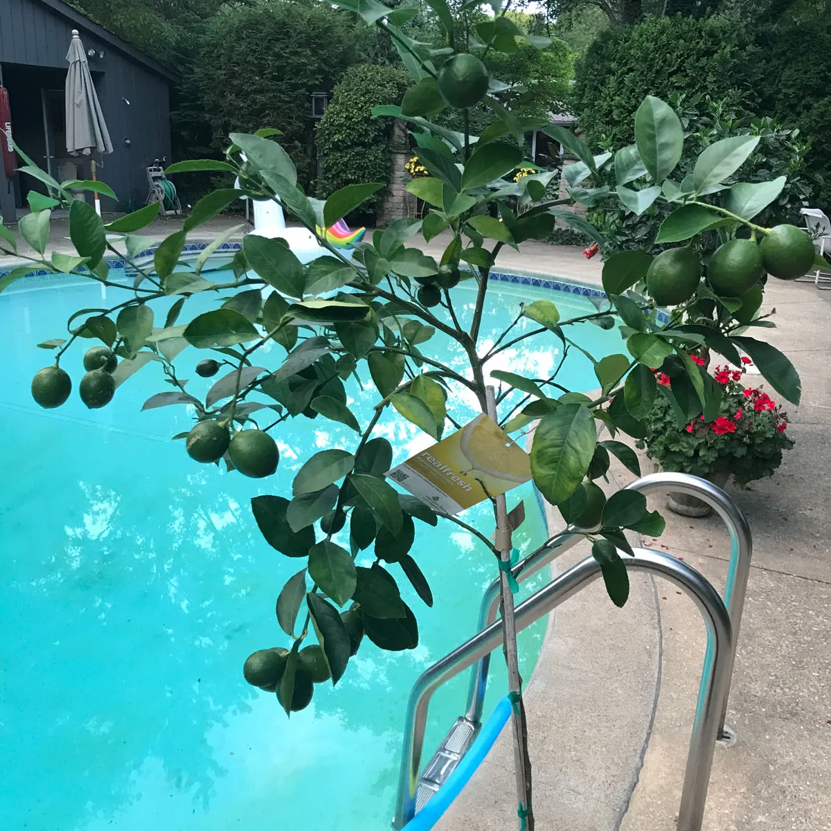 citrus-poolside-plants