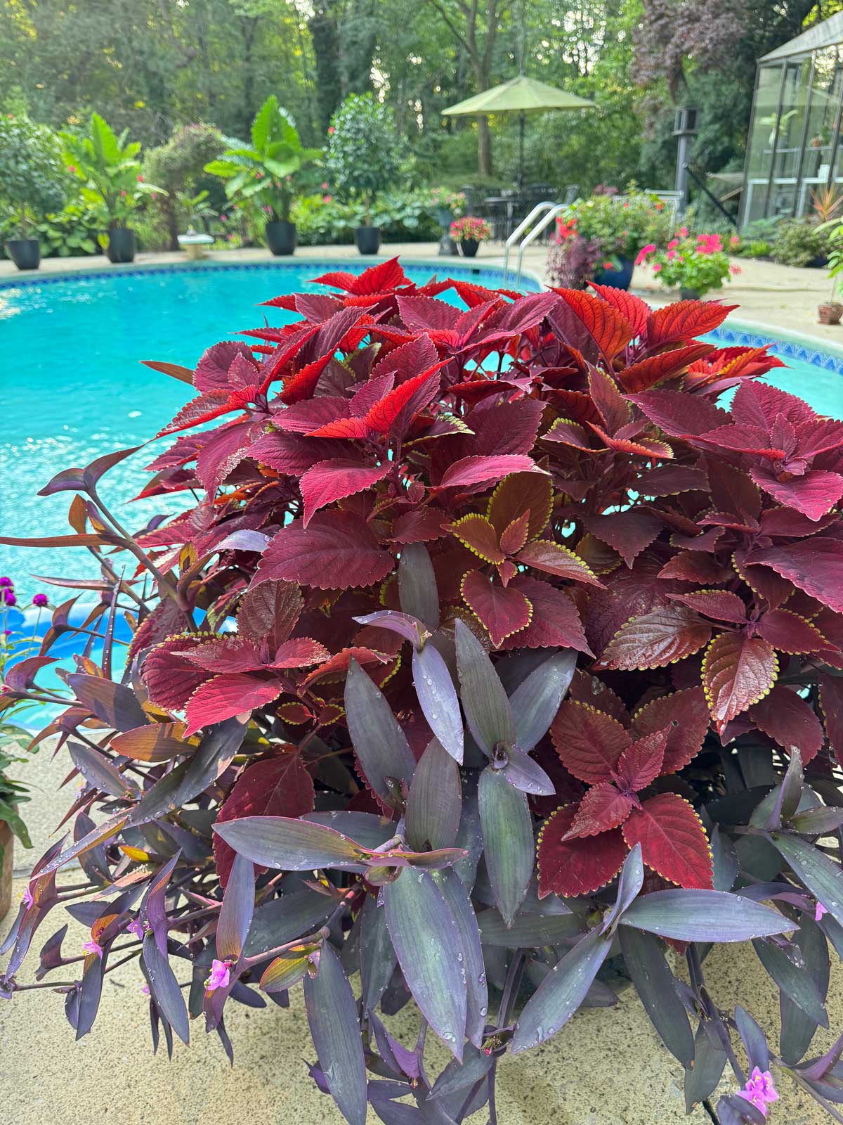 coleus-poolside-plants