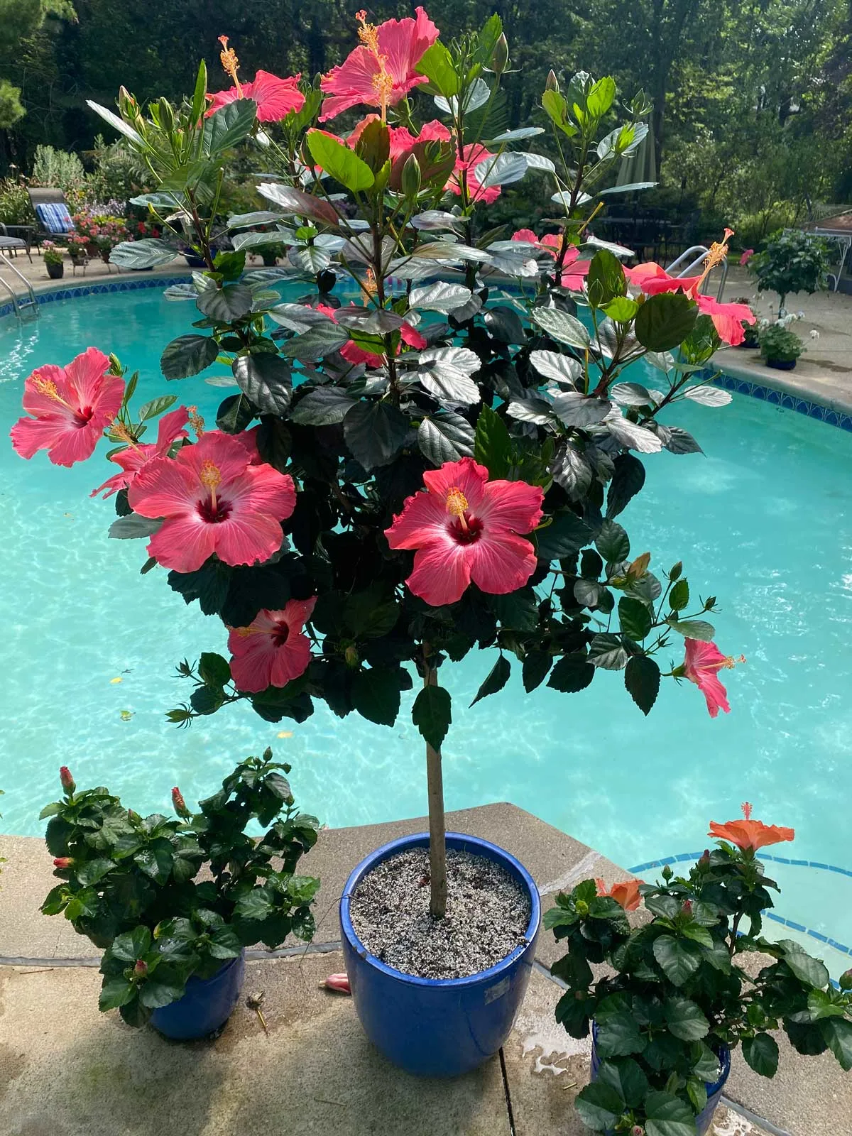 hibiscus-poolside-plants