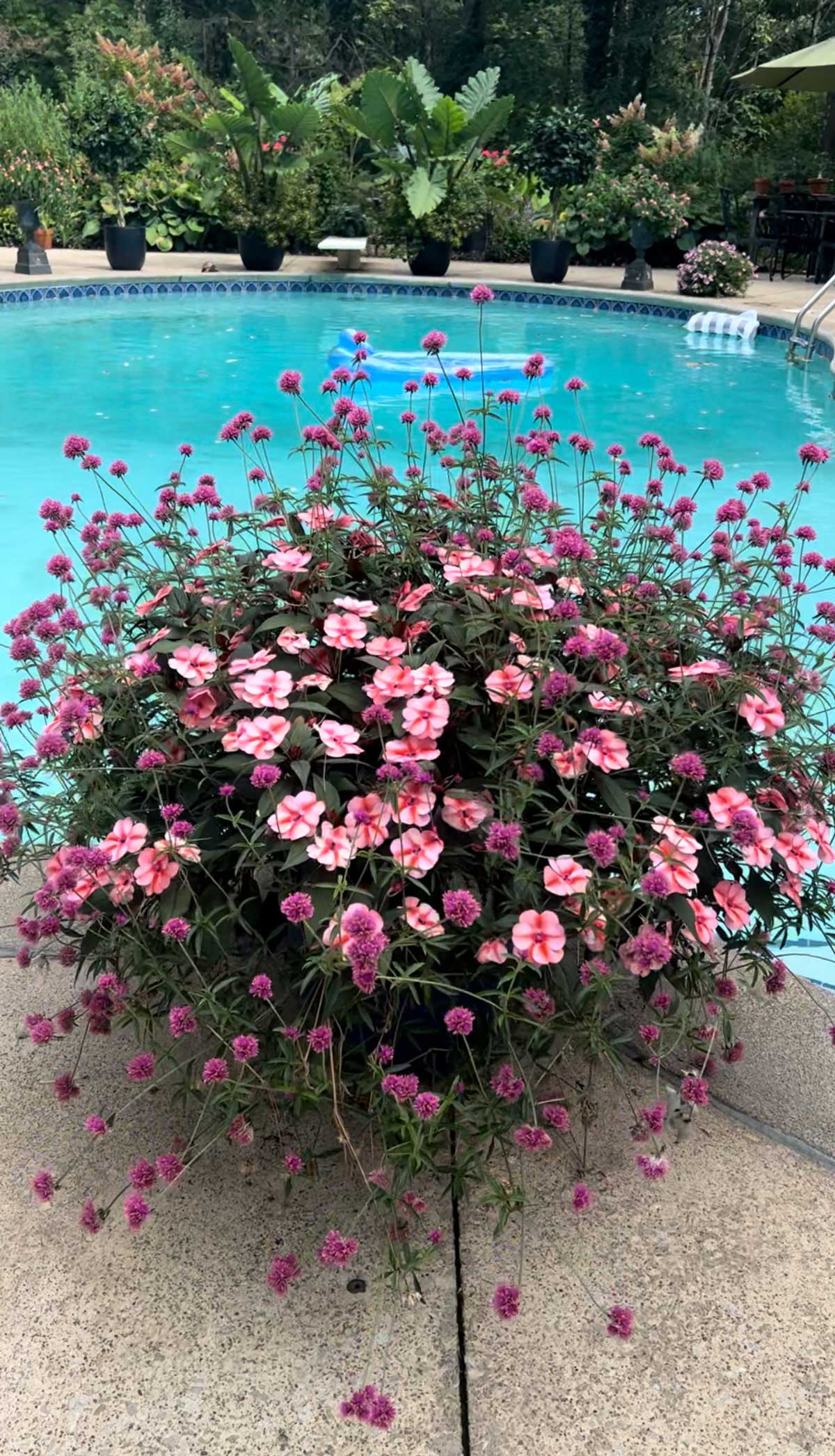 impatiens-poolside-plants