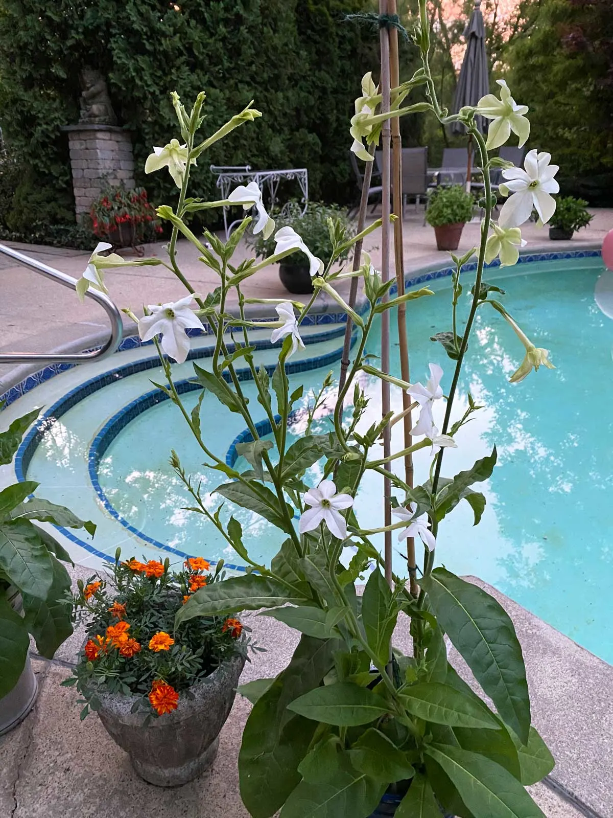 nicotiana-poolside-plants