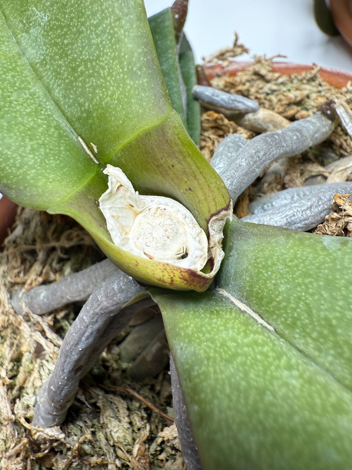 orchid-with-no-leaves-in-middle