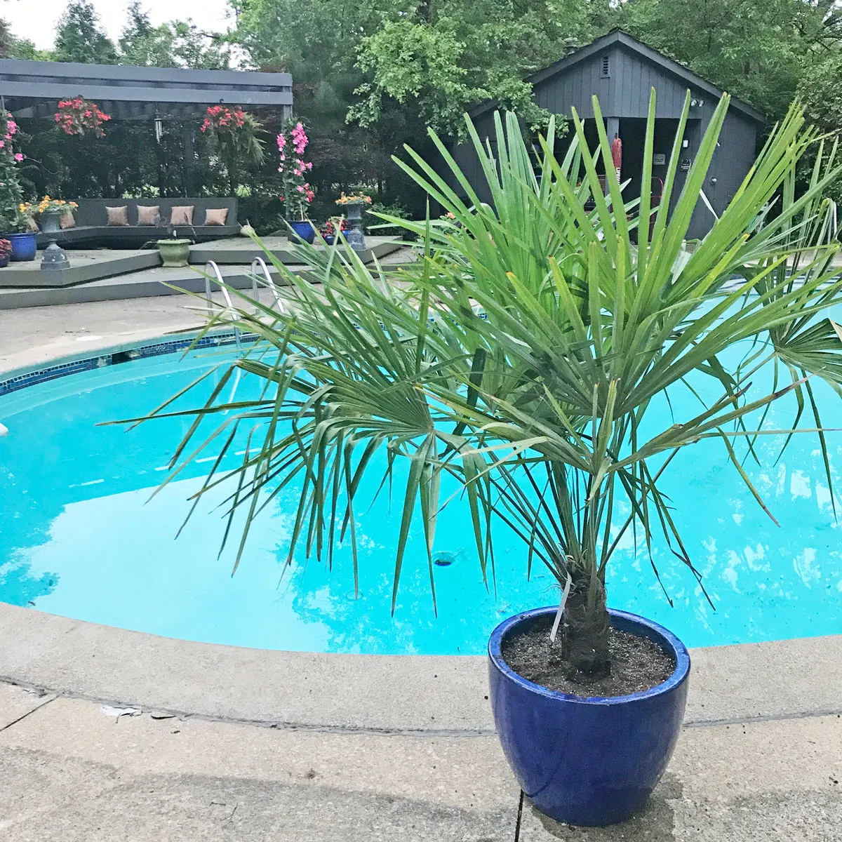 palm-poolside-plants