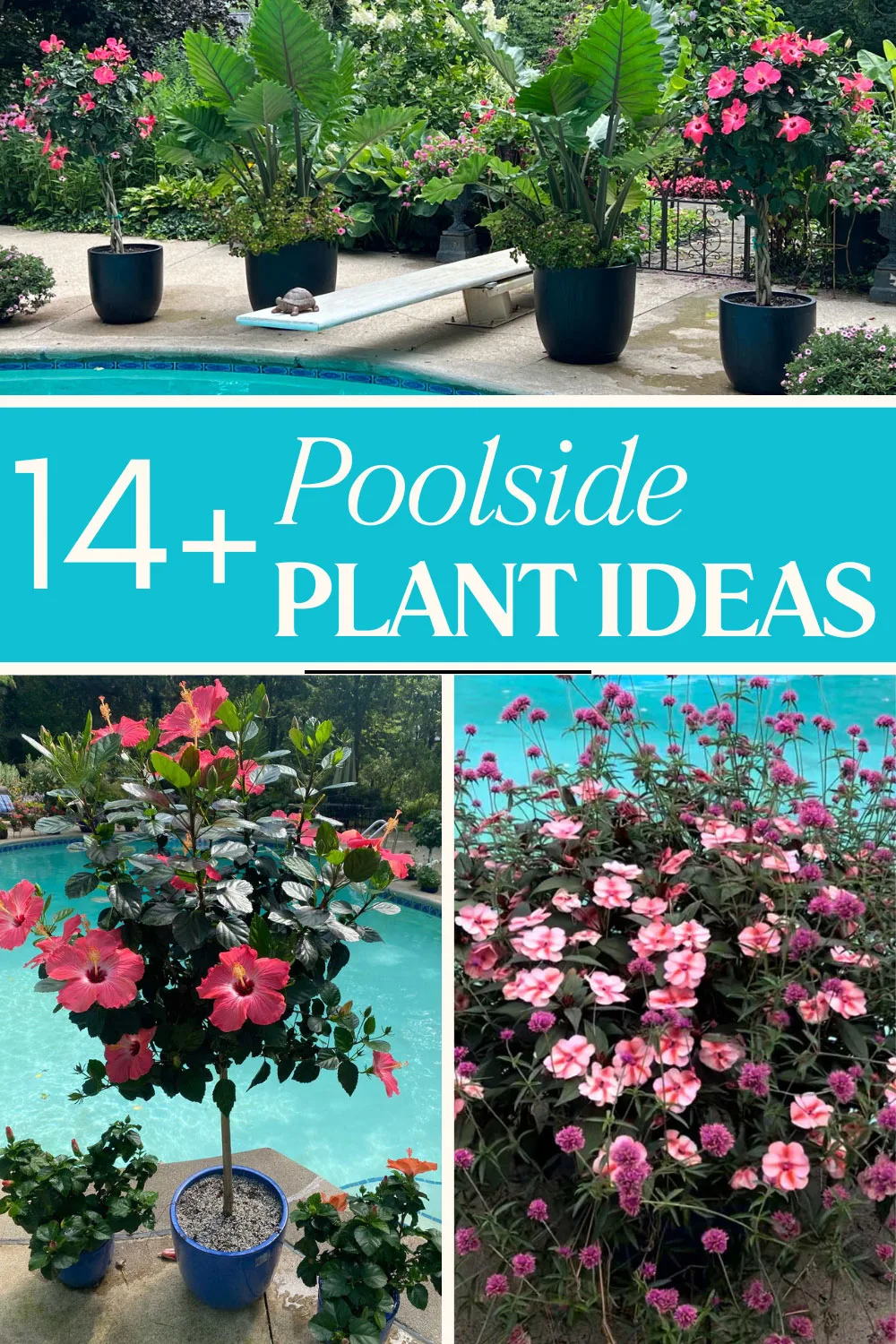 plants-for-around-the-pool