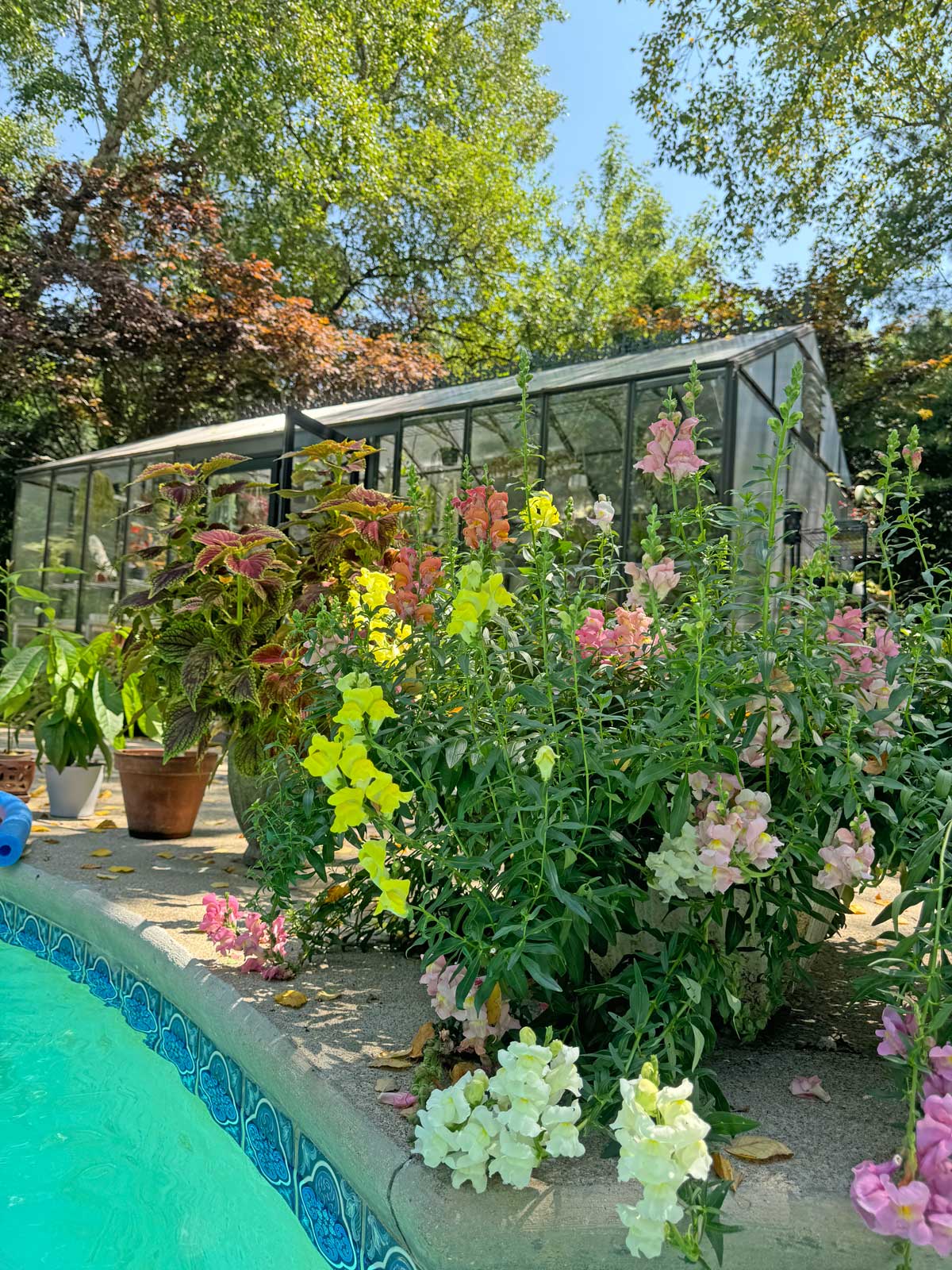 snapdragons-poolside-plants