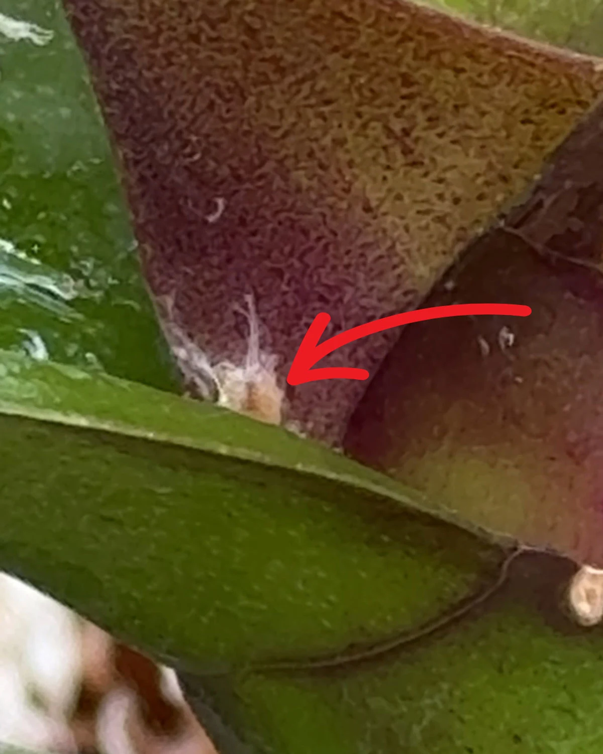 Mealybugs-orchids-alcohol-spray-after