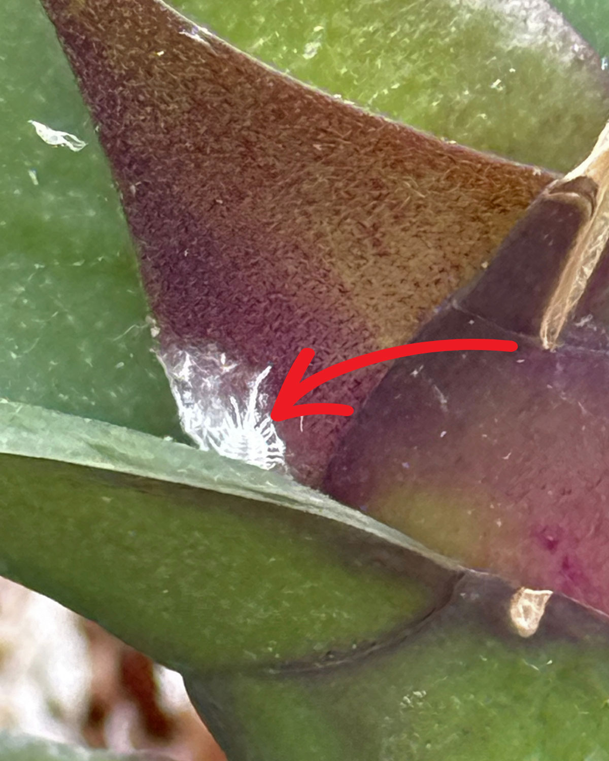 Mealybugs-orchids-alcohol-spray-before