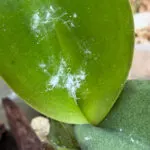 Treating Mealybugs on Phalaenopsis Orchids: 3 Simple Steps mealybugs-on-Phalaenopsis-orchids