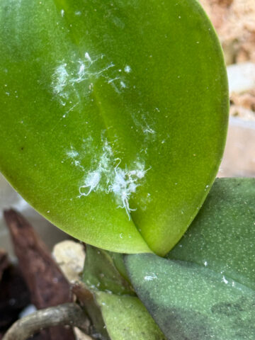 mealybugs-on-Phalaenopsis-orchids