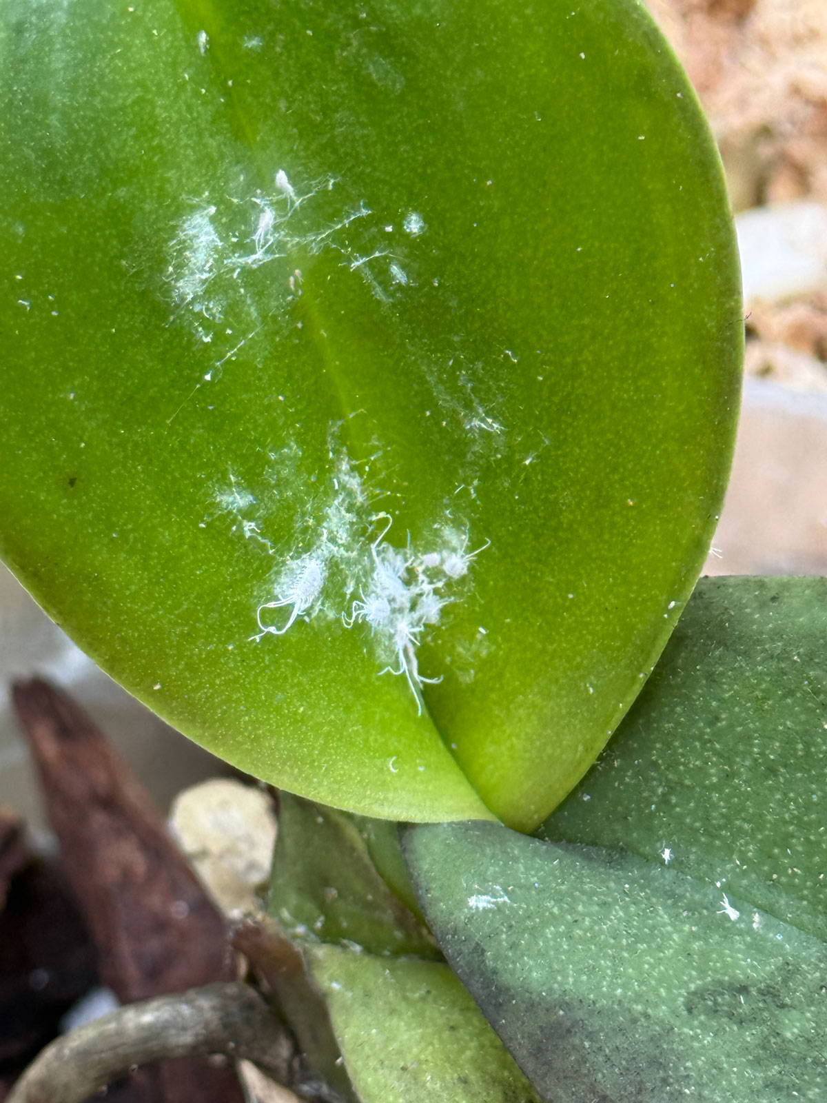 mealybugs-on-Phalaenopsis-orchids