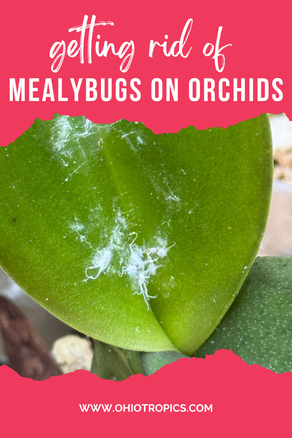 treating-Phalaenopsis-orchids-with-mealybugs