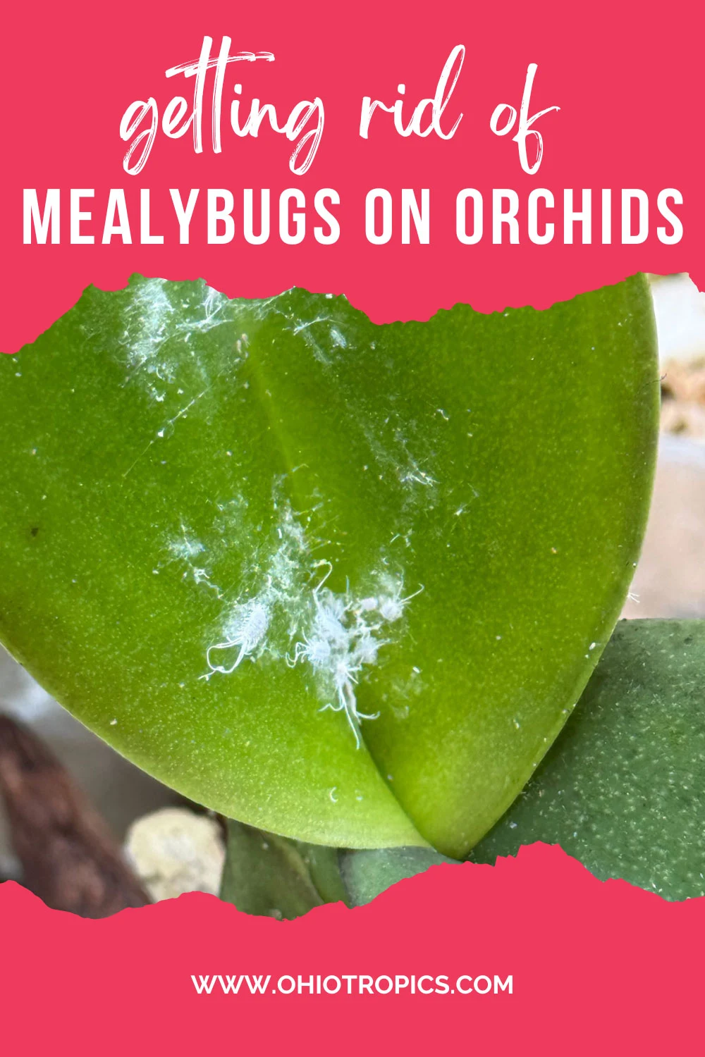 treating-Phalaenopsis-orchids-with-mealybugs