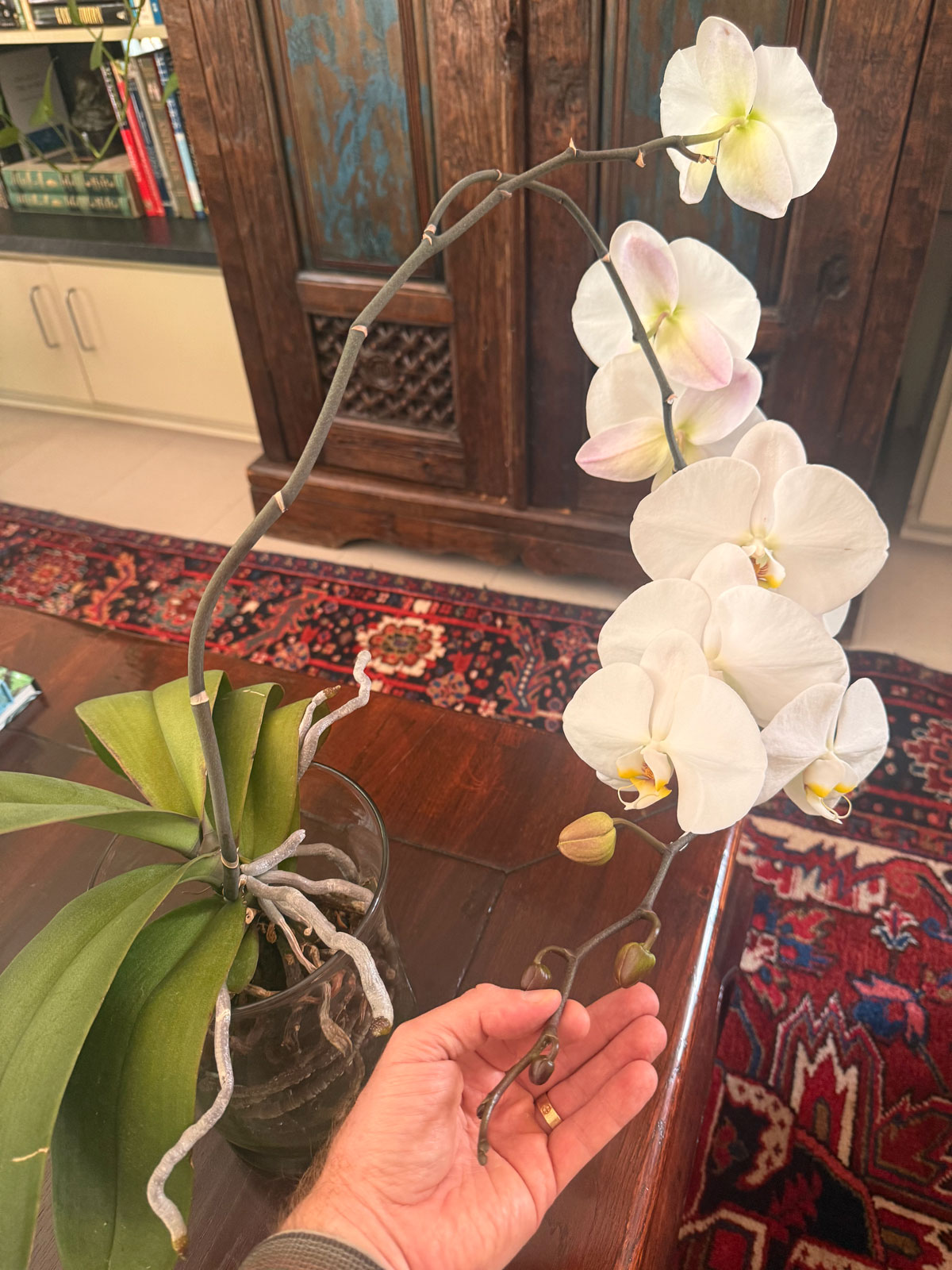 water-culture-Phalaenopsis