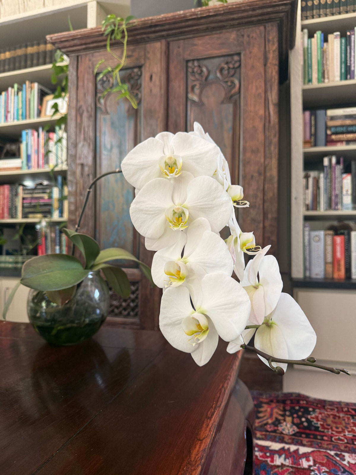 water-culture-orchid-tips