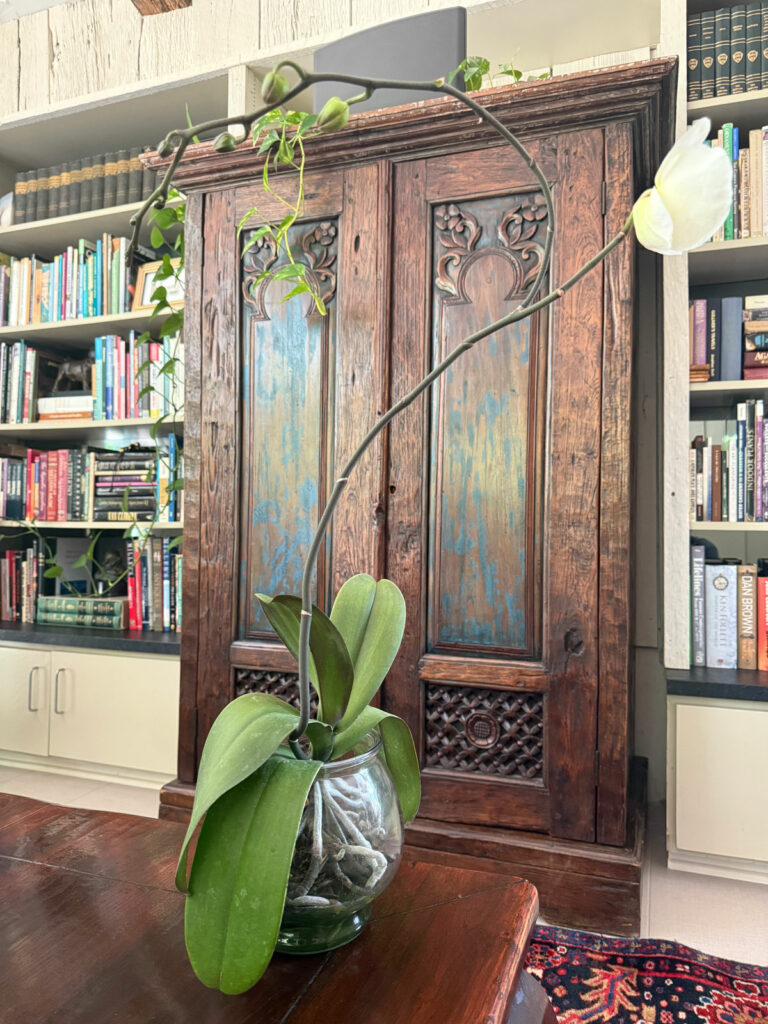 water-culture-orchid-flower-spikes