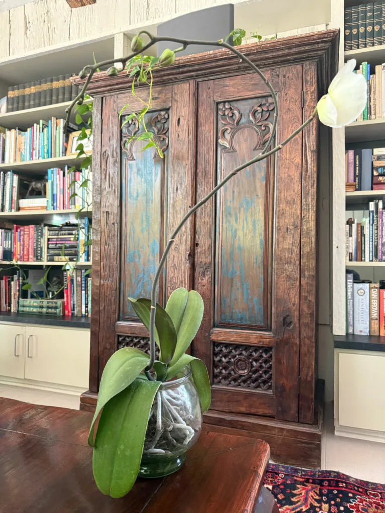 water-culture-orchid-flower-spikes