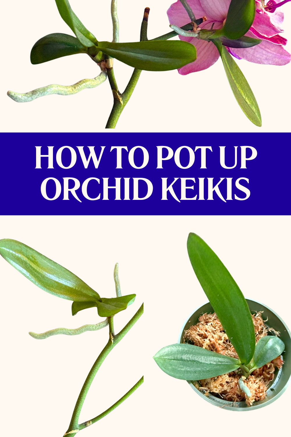 how-to-pot-up-a-keiki