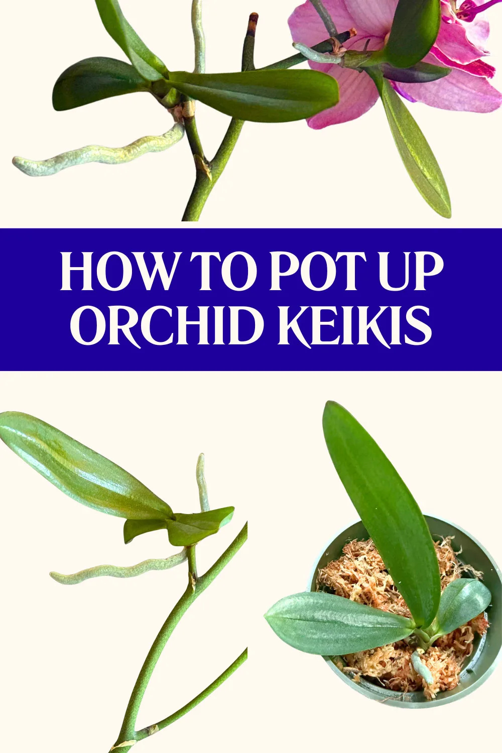 how-to-pot-up-a-keiki