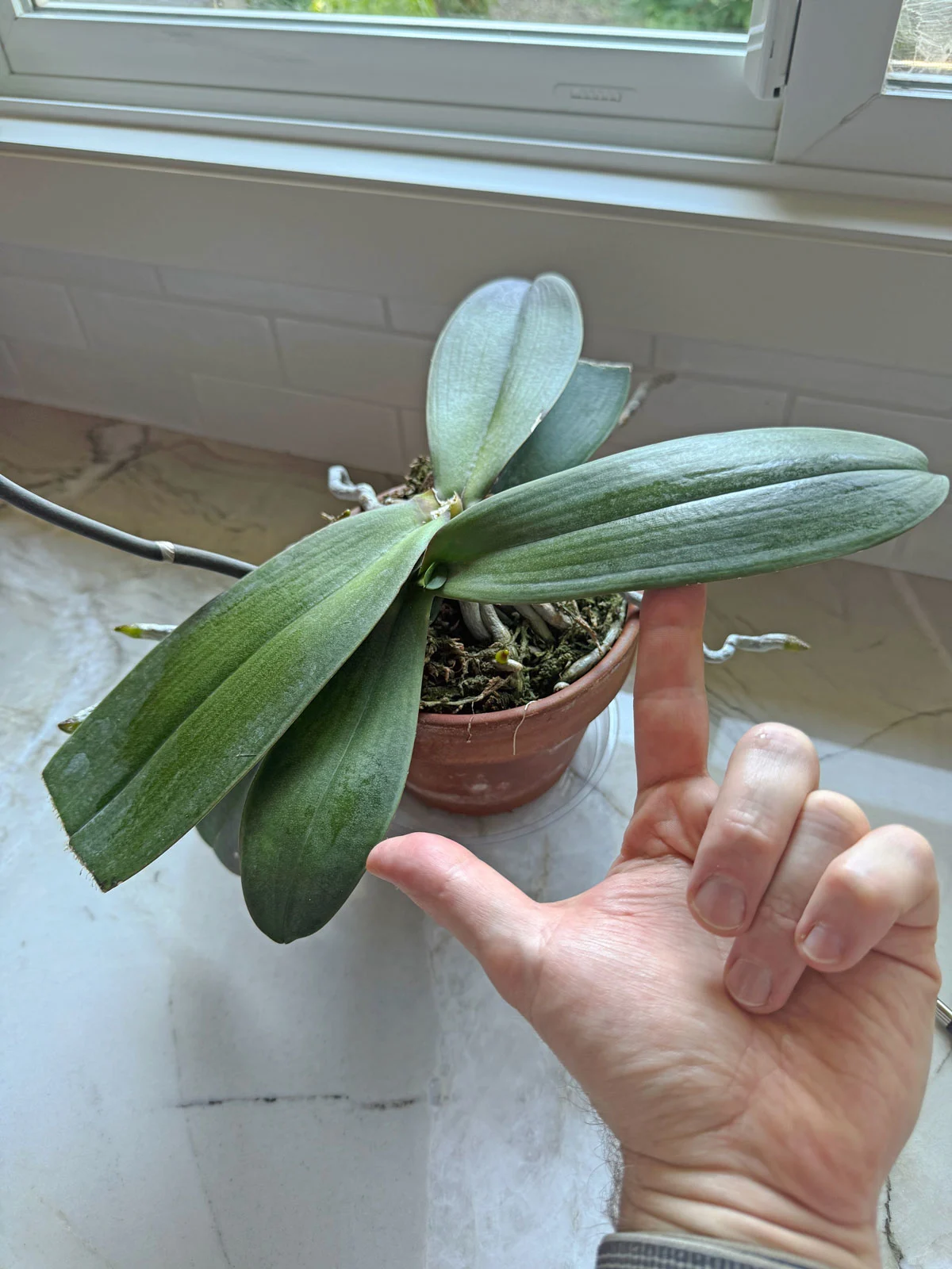 basal-keiki-phalaenopsis