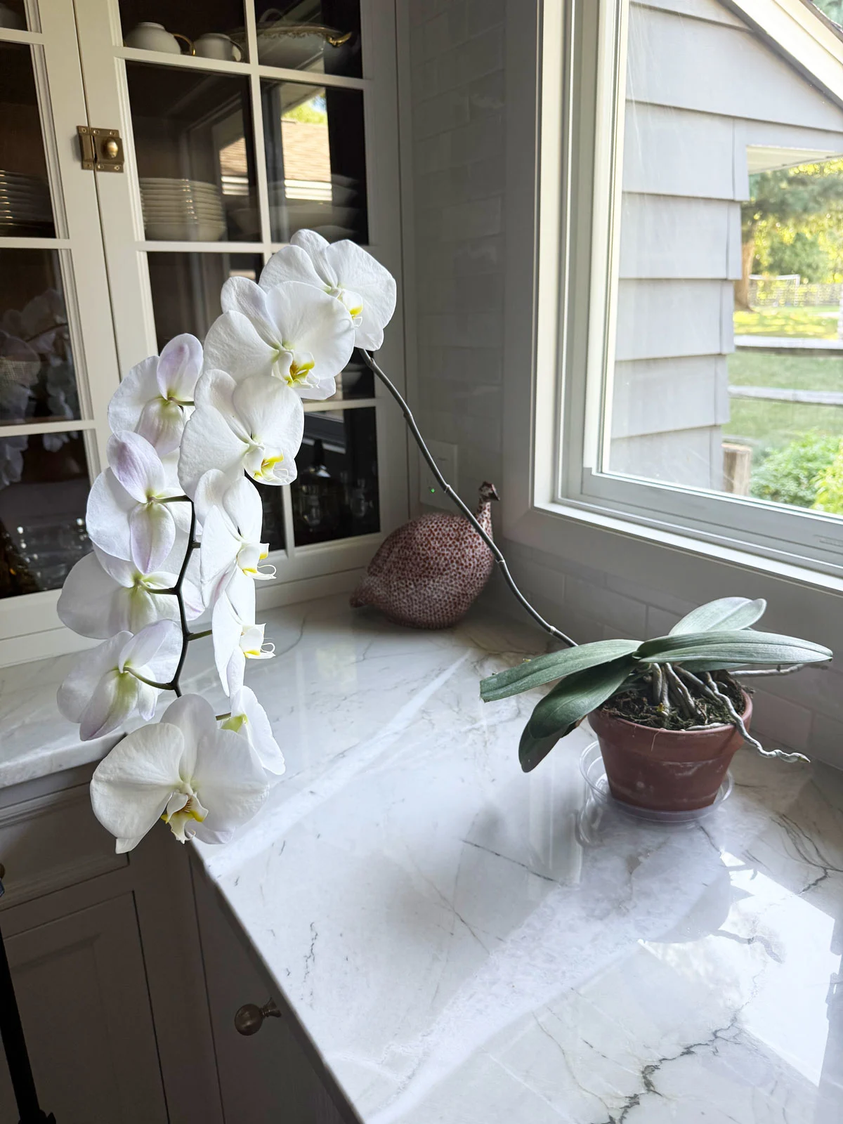 blooming-basal-keiki