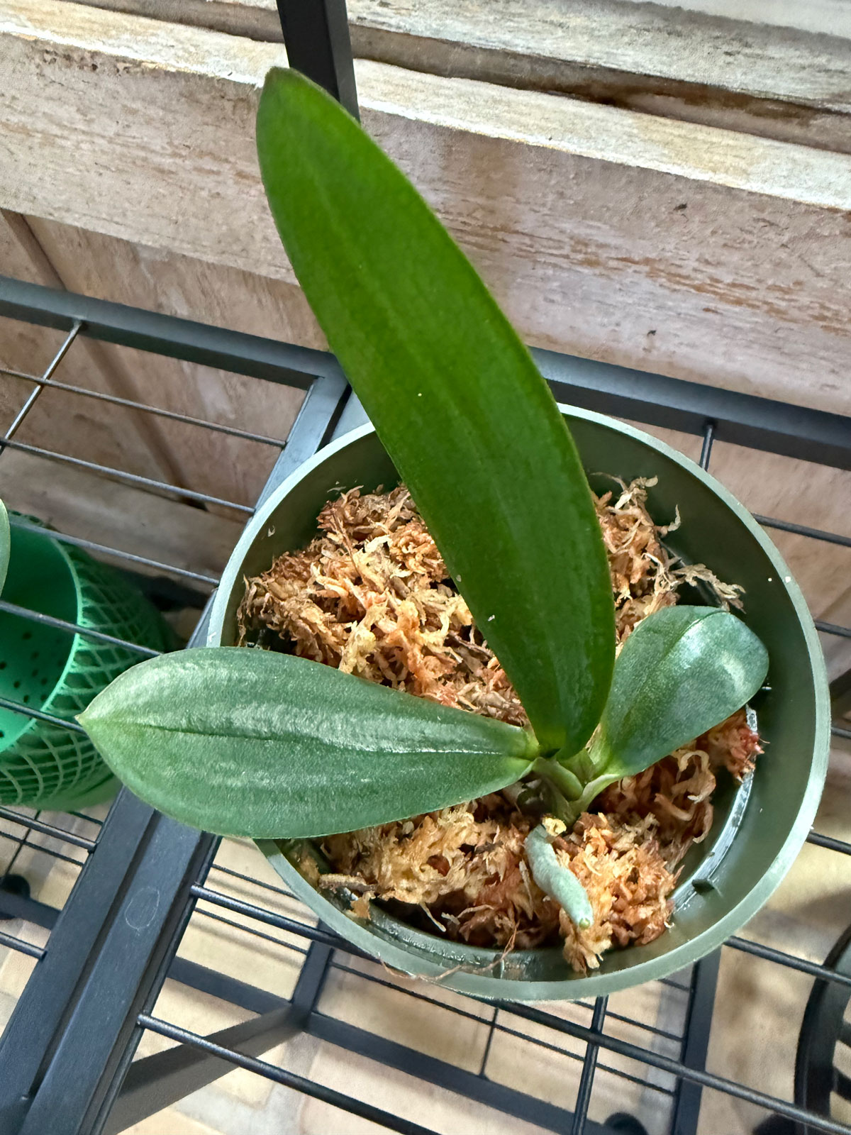 keiki-potted-in-moss