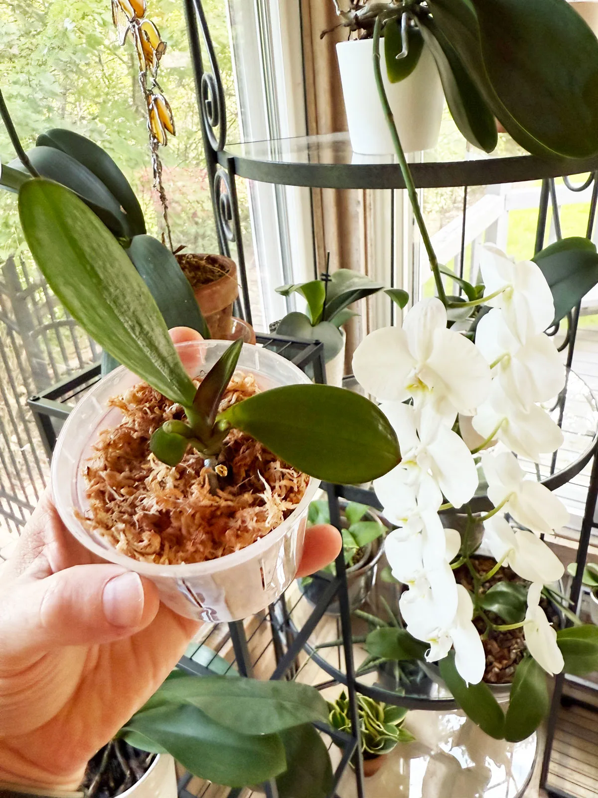 keiki-potted-in-sphagnum-moss