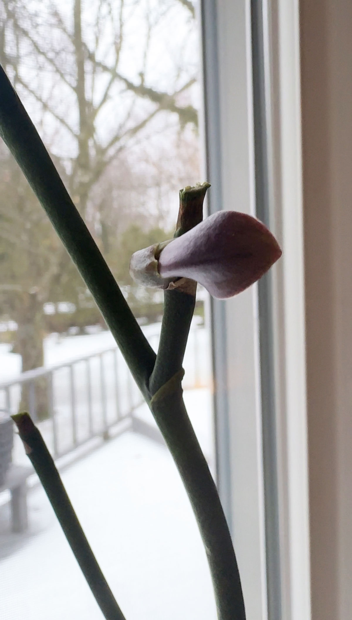 keiki-on-orchid-flower-spike