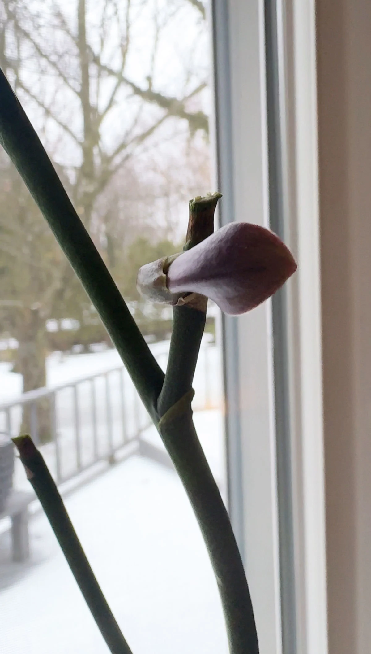 keiki-on-orchid-flower-spike