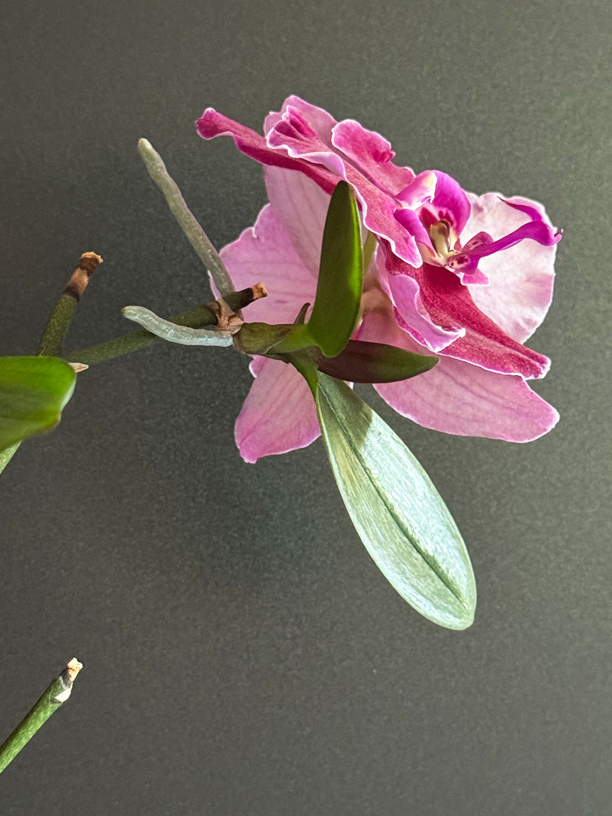 blooming-orchid-keiki