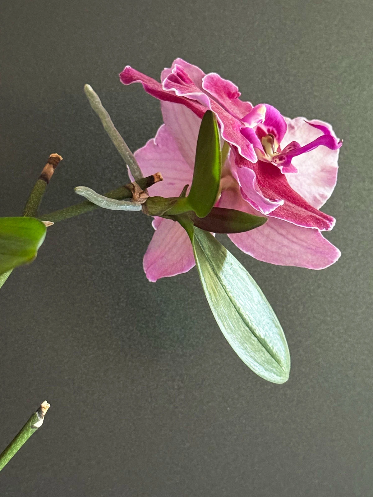 blooming-orchid-keiki