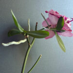 multiple-keikis-on-one-flower-spike