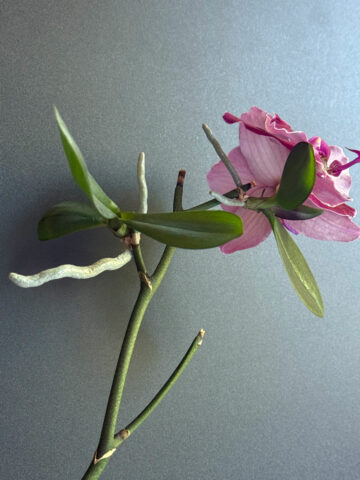 multiple-keikis-on-one-flower-spike