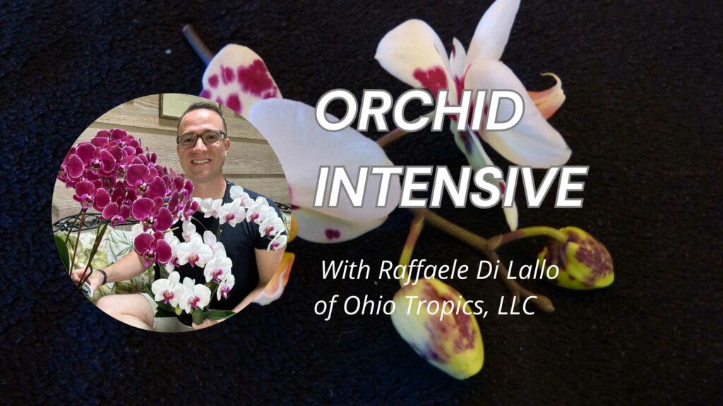 Orchid Intensive Program