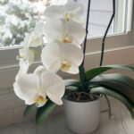 winter-orchid-care-temperature