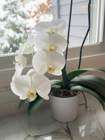 winter-orchid-care-temperature