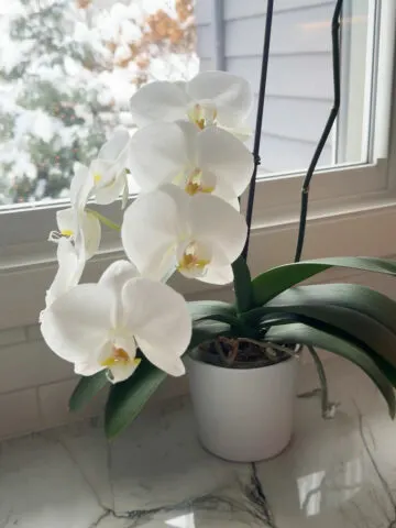 winter-orchid-care-temperature