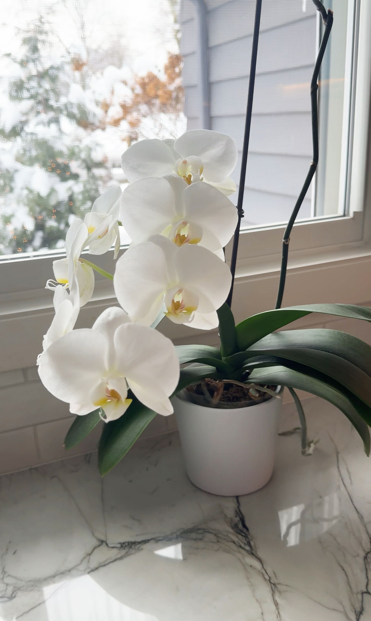 winter-orchid-care-temperature