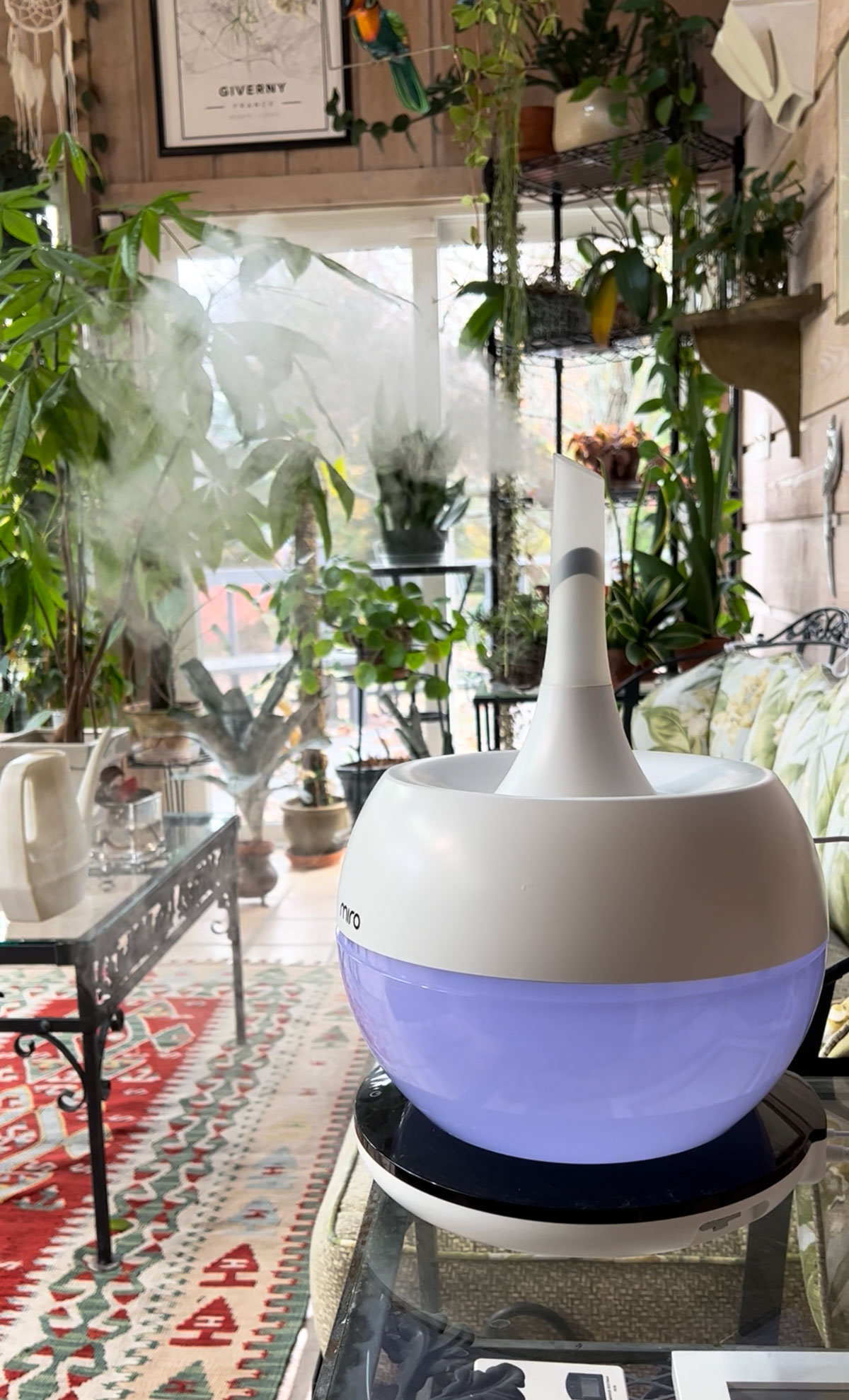 winter-orchid-care-humidity